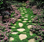 Heirloom Non-GMO Pink Dichondra Repens Plant Seeds – Ornamental Ground Cover for Garden Planting for planting in your garden.