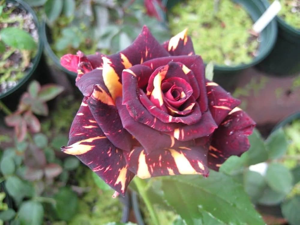 Rose Rosa Hybrida Black with White Red Edge Flower Seeds for Planting
