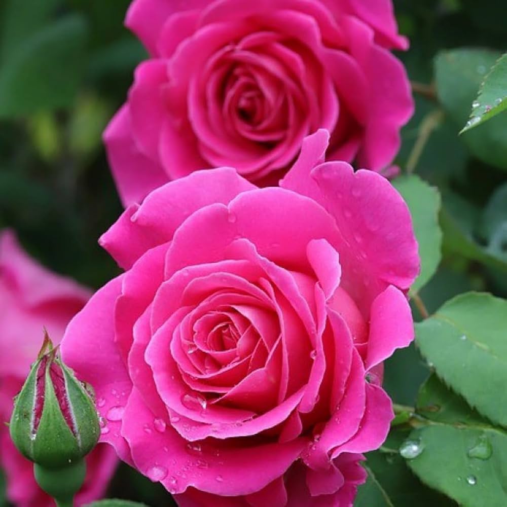 Climbing Rose Rosa Hybrid Seeds