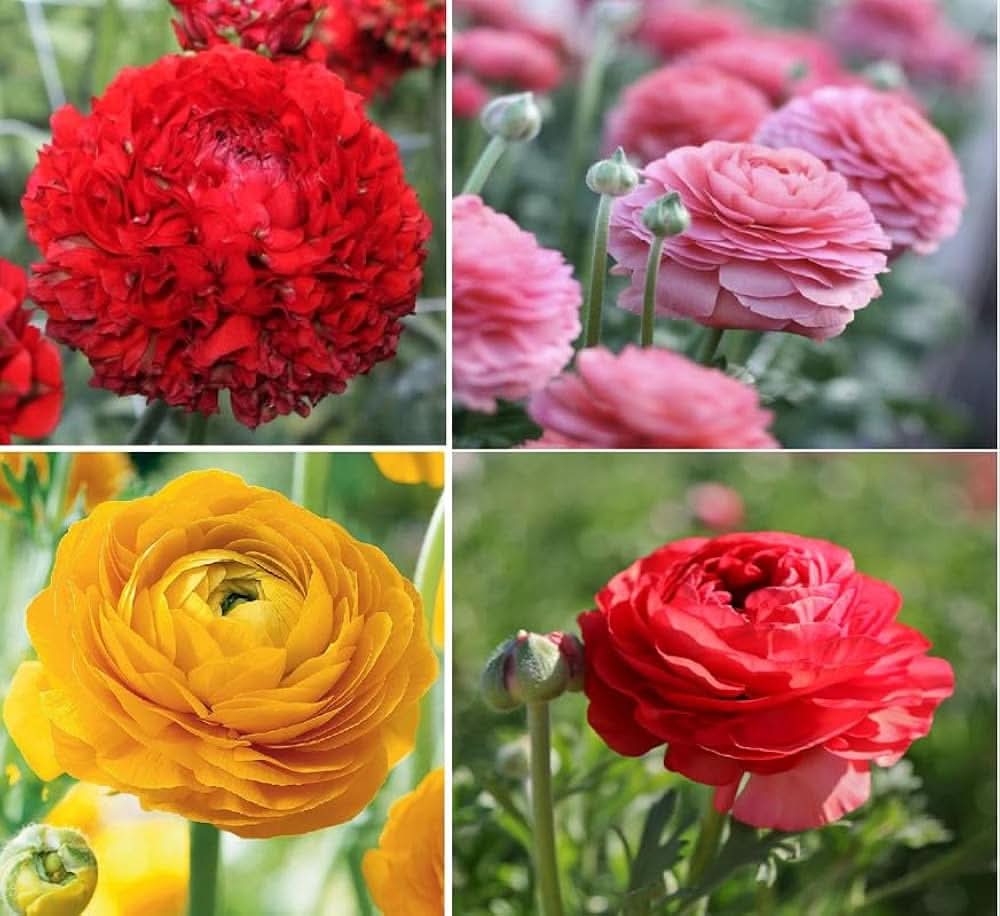 Ranunculus Asiaticus Perennial Flowering Seeds For Planting