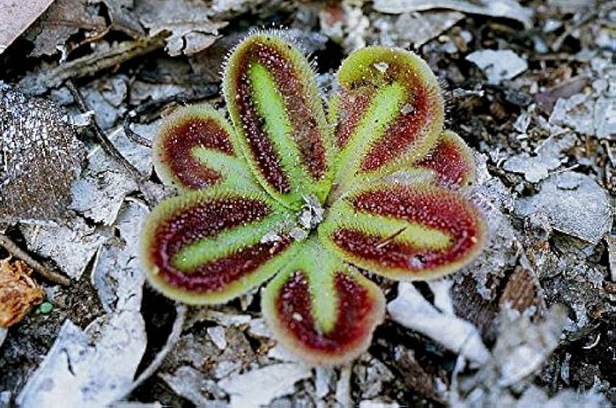 Extremely Rare Drosera Erythrorhiza Squamosa Red Ink Sundew Seeds for Planting