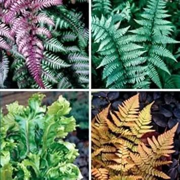 Fern Plant Seeds for Garden Planting - heirloom & Non GMO Seeds Dhara Seeds