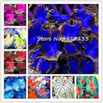 Caladium Sky Blue Flower Seeds for Planting NON GMO Seeds Dhara Seeds