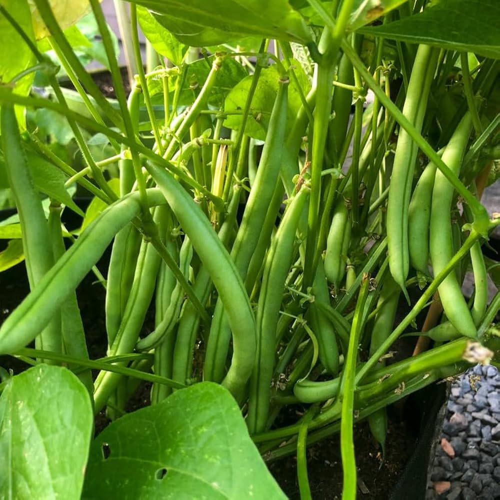 Long Pod Bean Phaseolus vulgaris vegetable seeds for backyard gardening and trellises