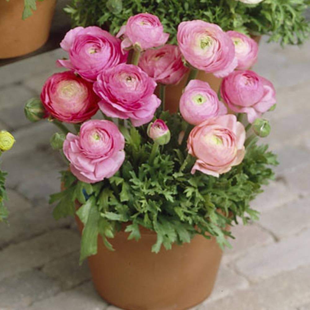 Ranunculus Asiaticus for planting in flower bed