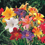 Hybrid rainbow daylily flower seeds
