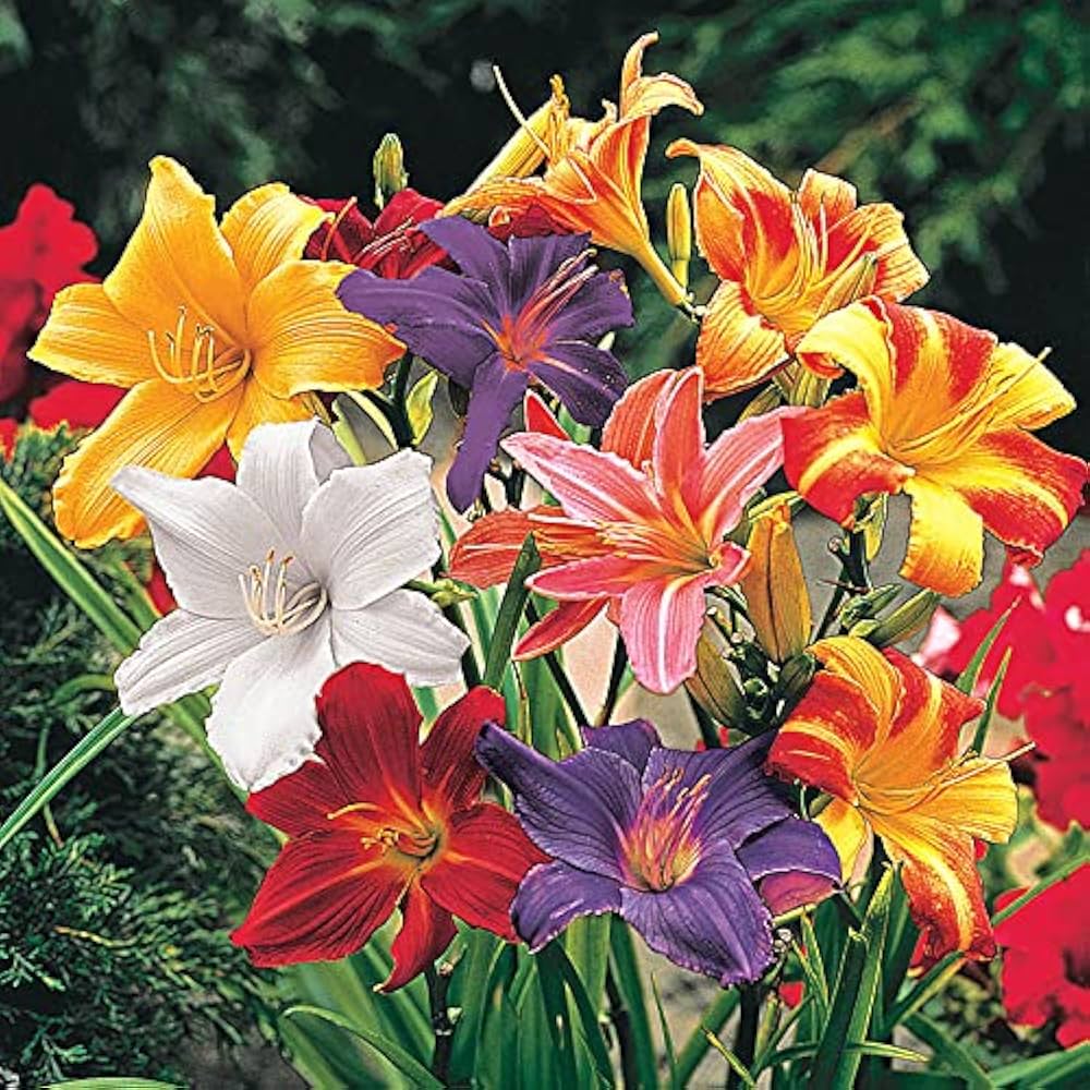 Hybrid rainbow daylily flower seeds