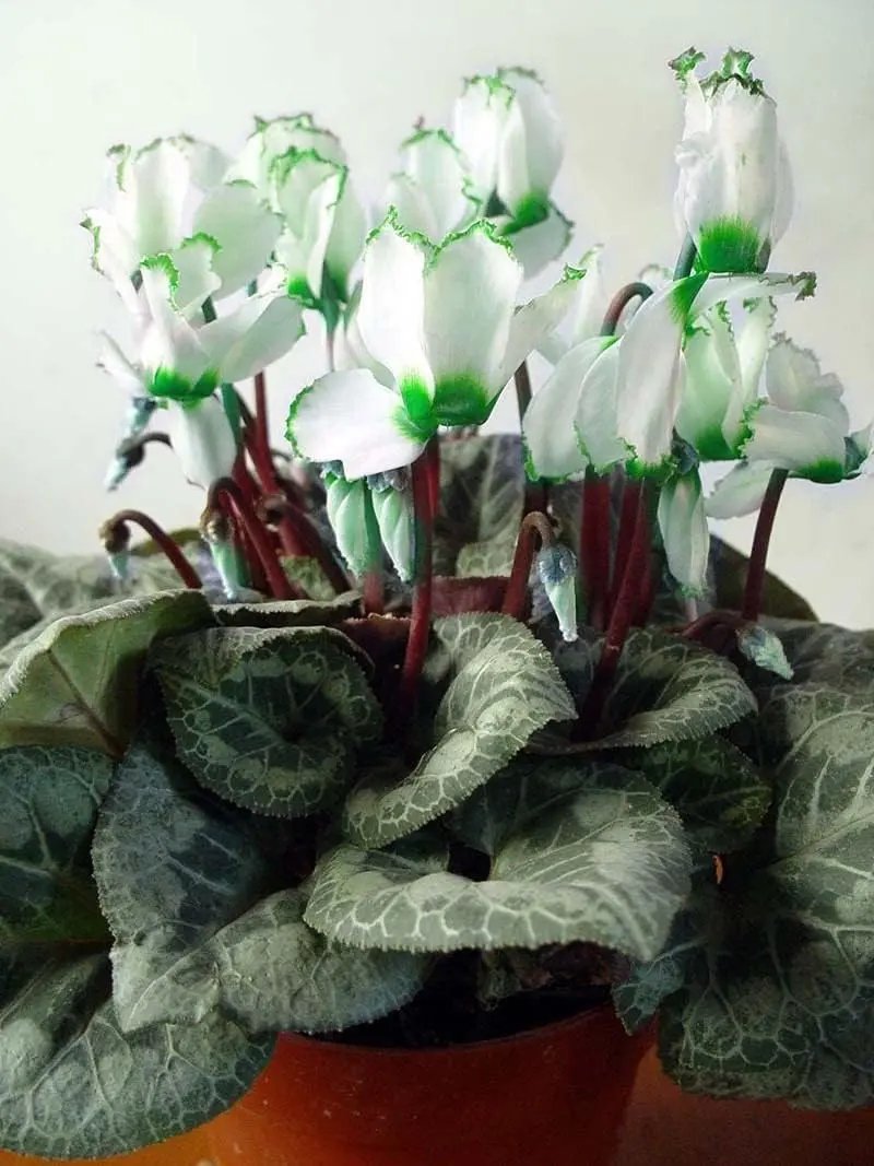 Green White Cyclamen Flower Seeds for Planting - NON GMO Seeds Dhara Seeds
