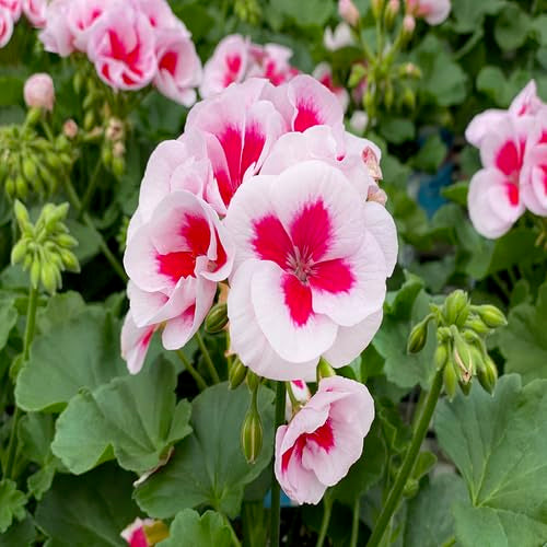 Geranium Flower Pink White - Heirloom, Non - Gmo Seeds