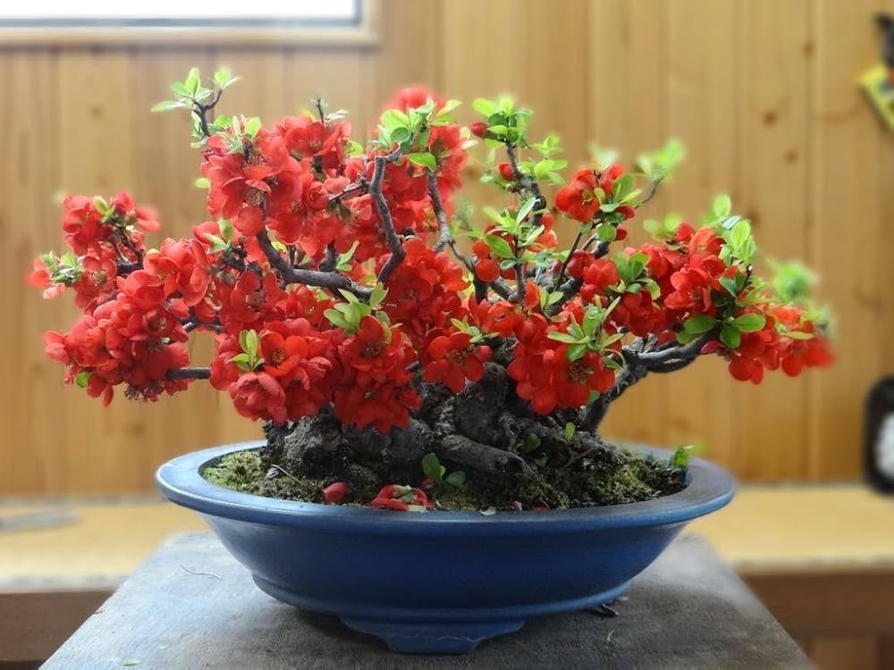 Bonsai Flower Seeds for Garden