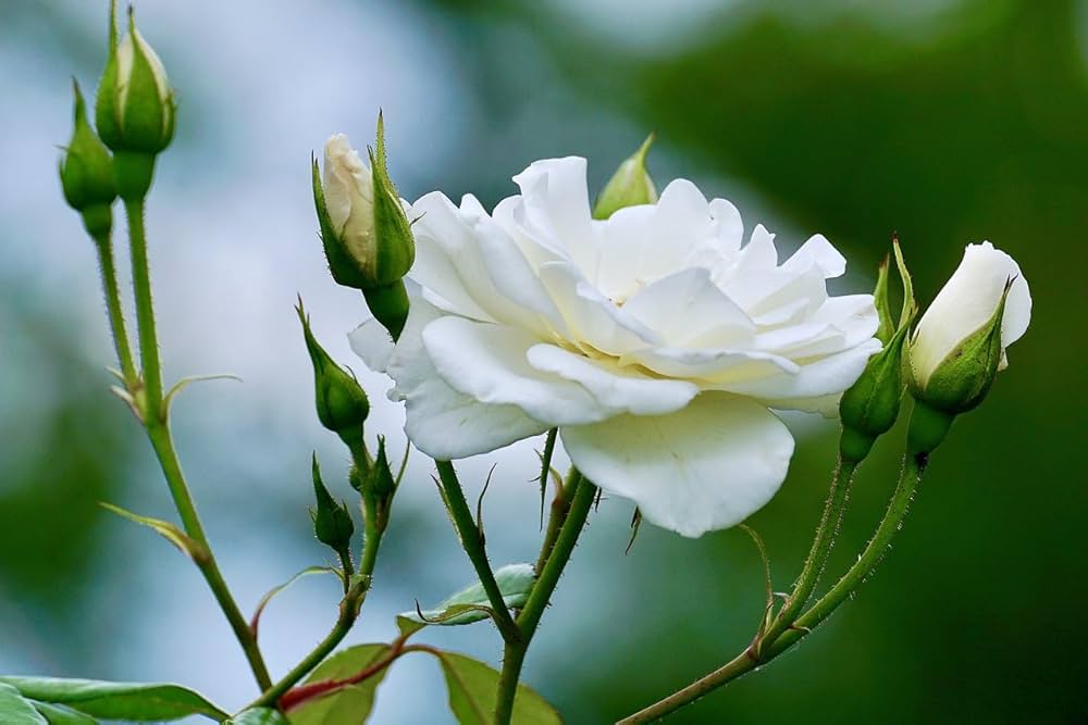 Swept Away Rose Flower Seeds (White) – Fresh Seeds for Planting Elegant Roses