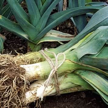 Green Saint Victor Vegetable Seeds for Planting heirloom & Non-GMO Seeds