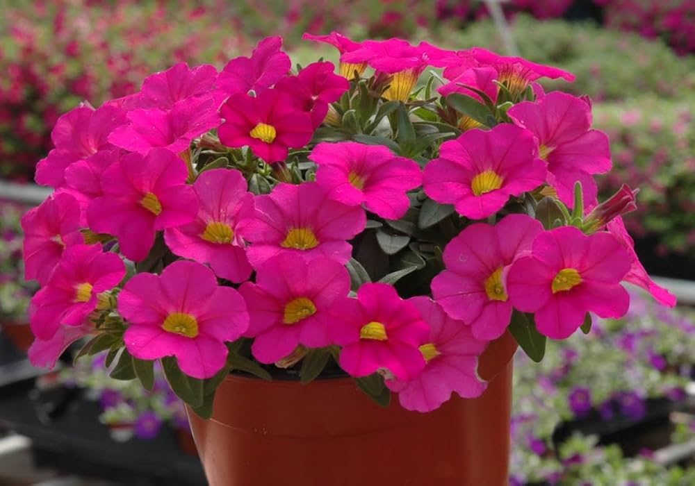 Pelletized Logro Floribunda Rose Vein Petunia Seeds for Striking Garden Displays