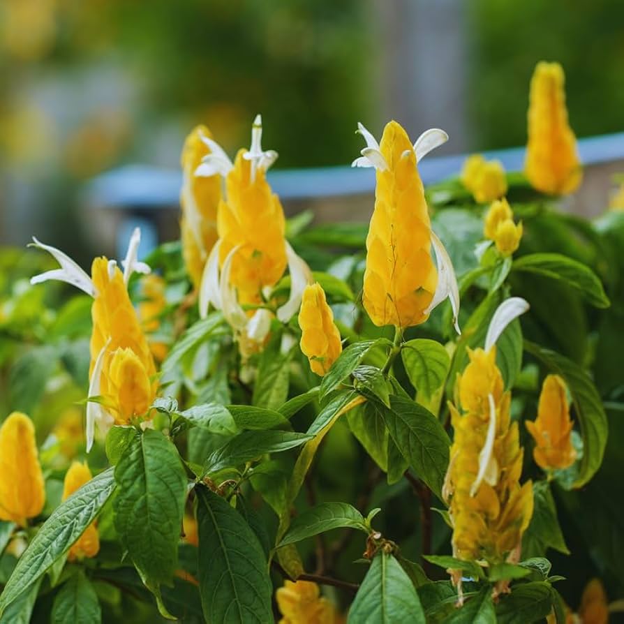 Golden Shrimp Pachystachys Lutea Flower Seeds for Planting – Ideal for Tropical Gardens and Decorative Pots