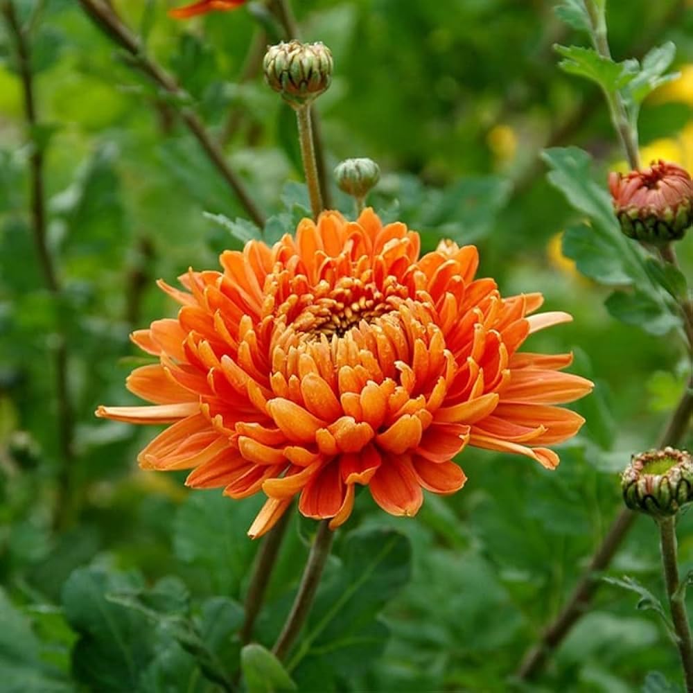 Chrysanthemum Seeds Chrysanthemum morifolium for Planting in Potted Garden and Flower Bed