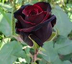 Rose Rosa Hybrida Pink Black Seeds – Unique Dark Pink Garden Blooms ...