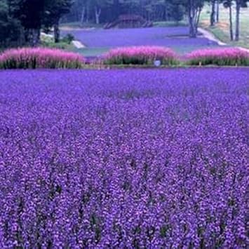 Purple Lavender Heirloom Non Gmo Image