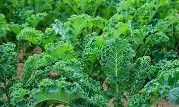 Kale Seeds for Vegetable Garden