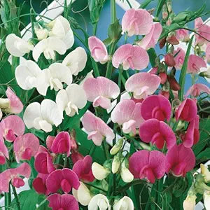 Strong Sweet Pea Night Flower Seeds for Planting