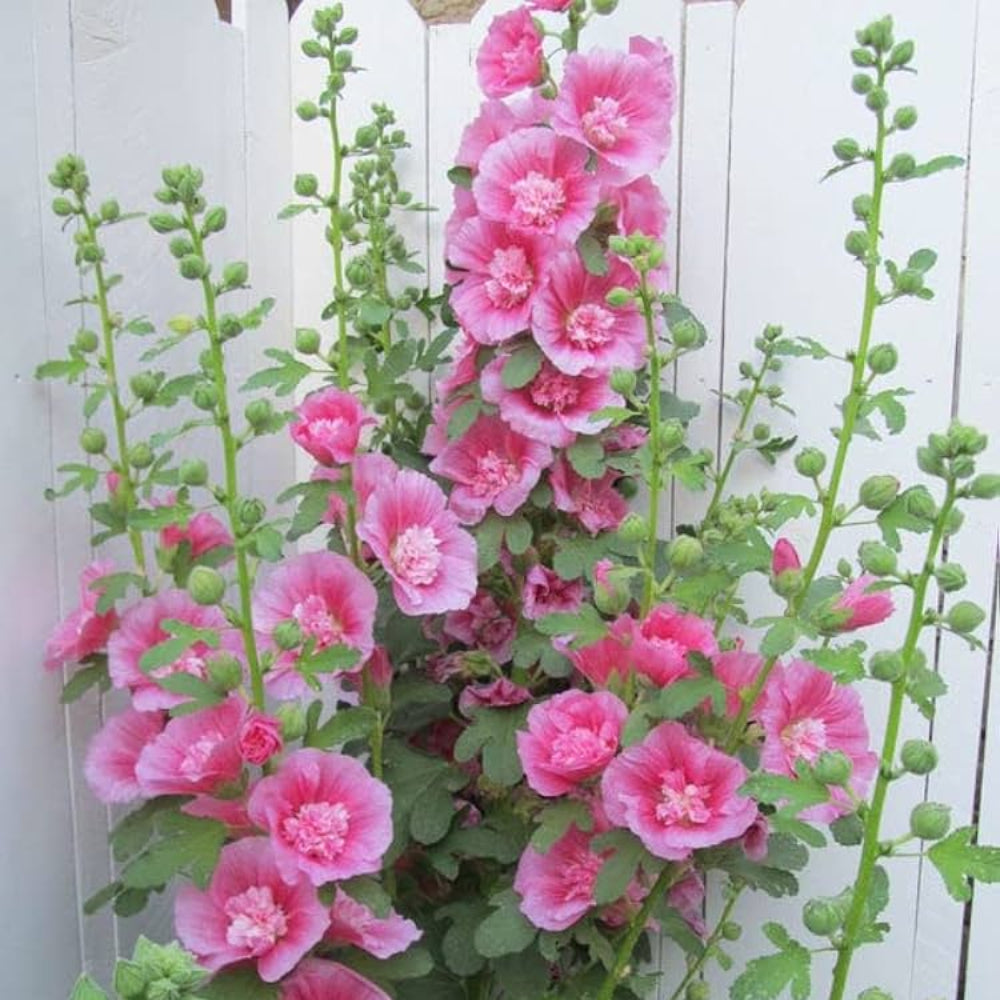 Pink Alcea Rosea Hollyhock Flower Seeds