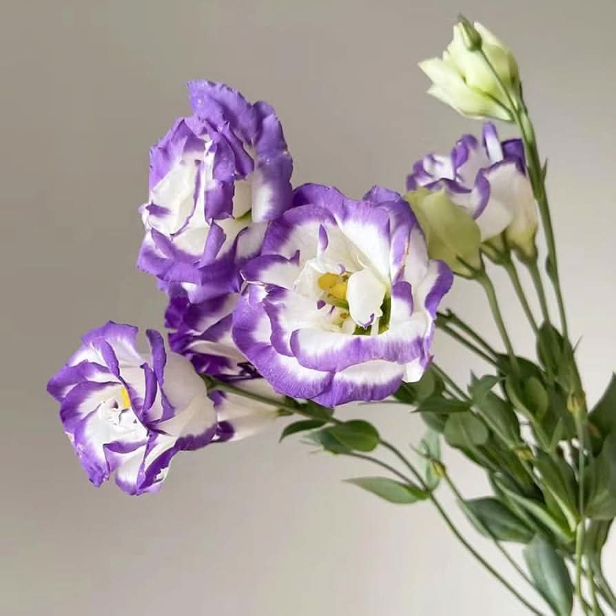 Eustoma Lisianthus Multi-Color  Flowering Seeds For Planting