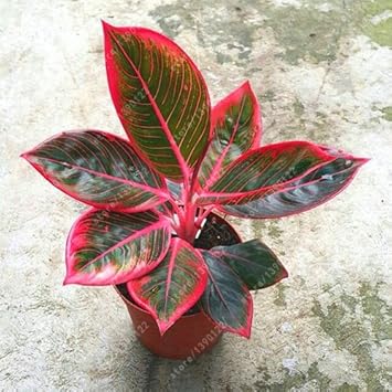 Pink Aglaonema Plant Seeds for Planting, NON GMO Seeds- 100 pcs