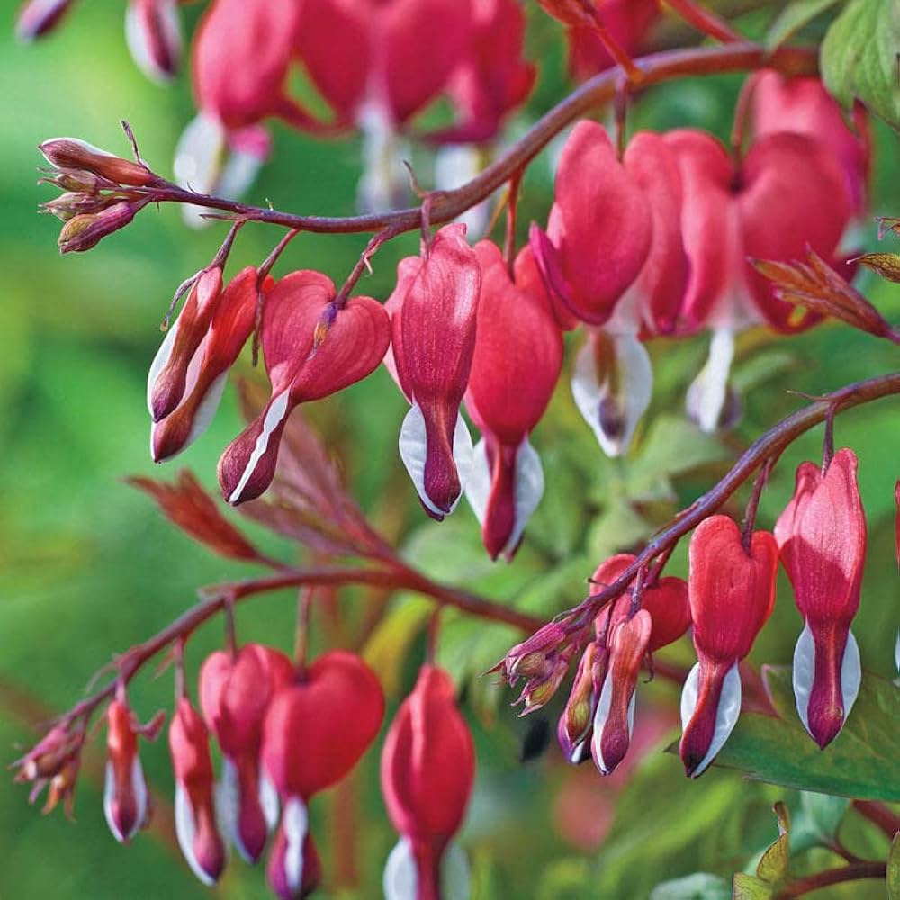 Bleeding Heart perennial flower seeds