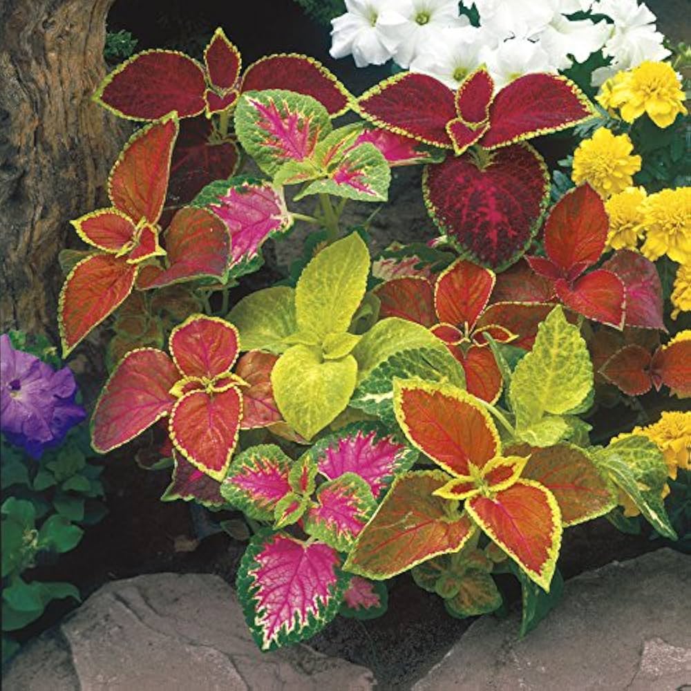Coleus Jazz Marmor for planting in flower bed