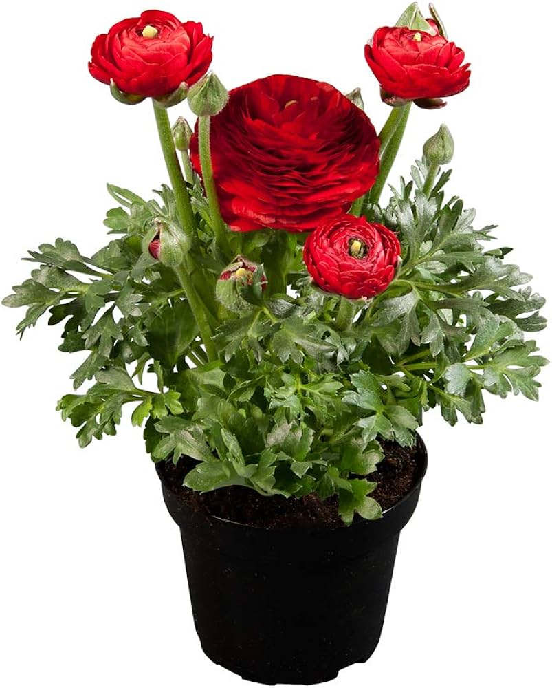 Ranunculus Asiaticus yellow flower seeds
