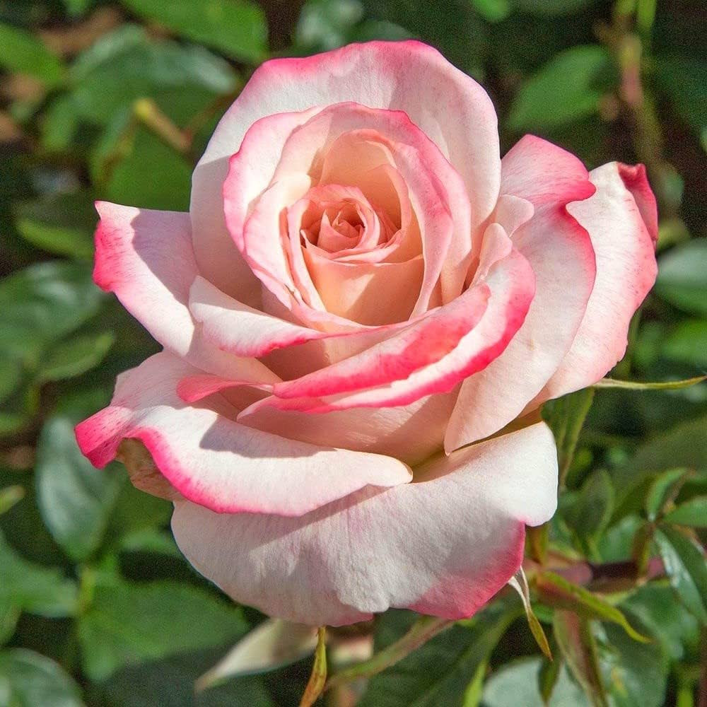 Pink White Rose Seeds Rosa spp. for Planting in Flower Bed and Balcony Pot