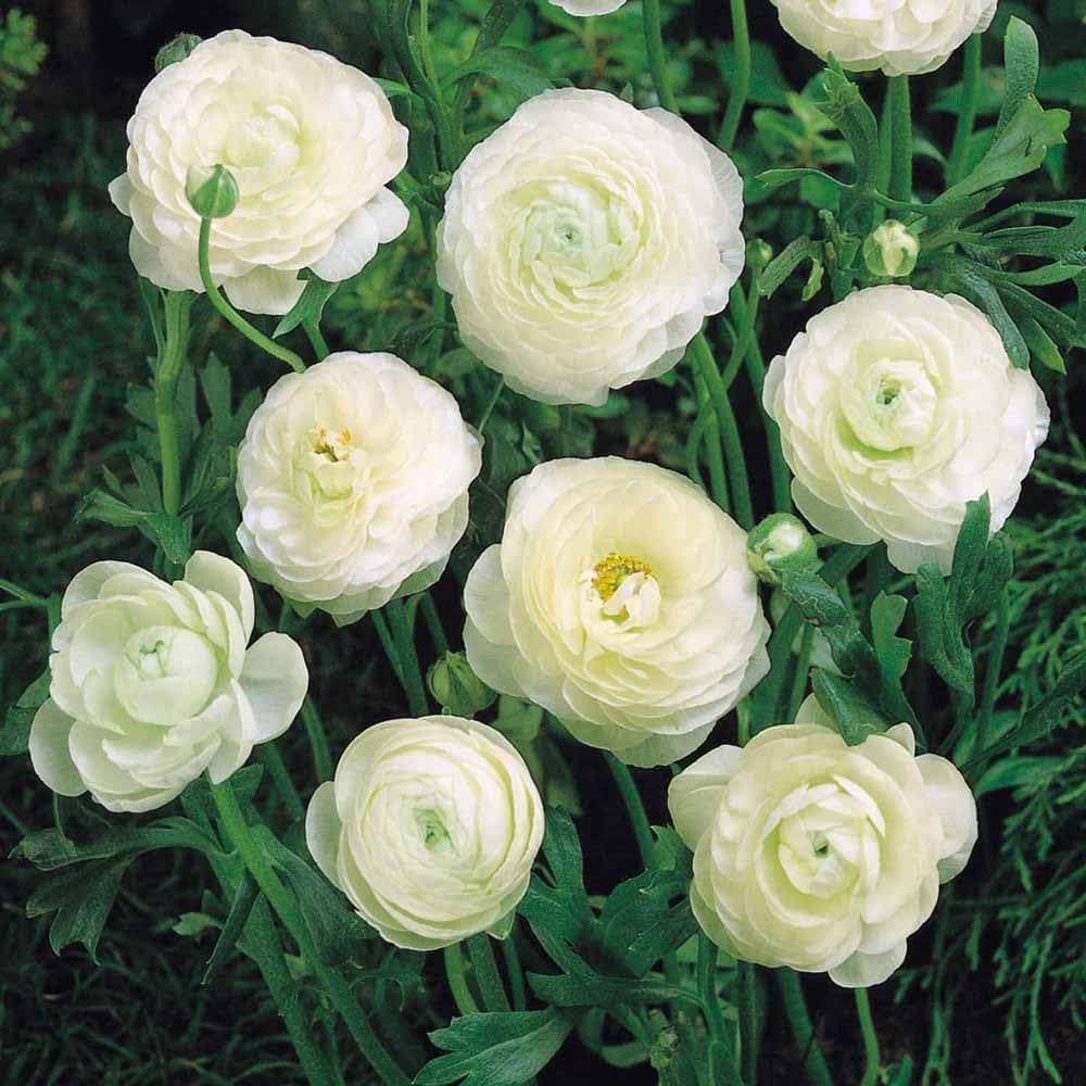 Ranunculus & Freesia Seeds - White Mix