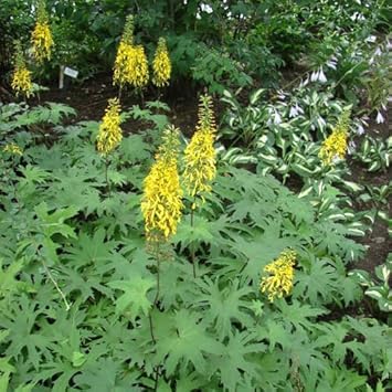 Yellow Ligularia Plant Seeds for Planting - 100 pcs