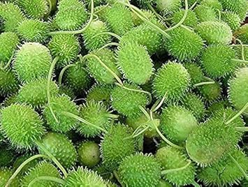Cucumbers Heirloom Non Gmo Image