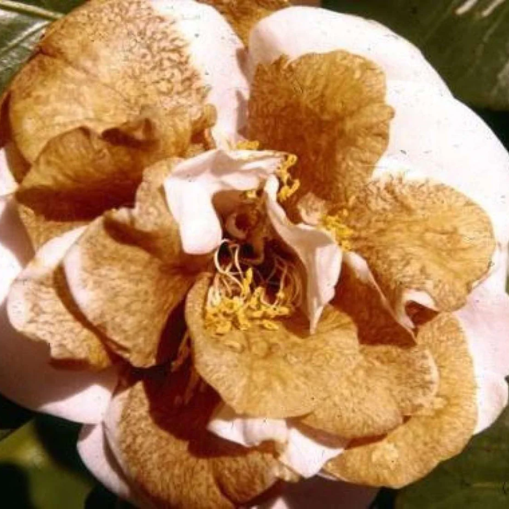 Brown Camellia Seeds for Planting – Organic, Heirloom, Non-GMO Flower Seeds