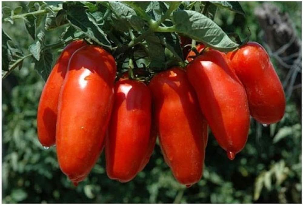 Capsicum Annuum Seeds Smooth  Pepper Seeds for Planting in Home Garden and Patio Pots