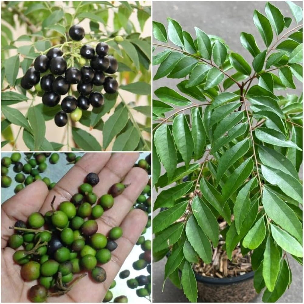 Curry Leaf Plant Seeds for Planting -Heirloom & Non-GMO Garden Seeds