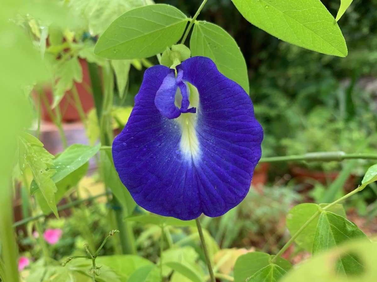 Butterfly Pea Seeds