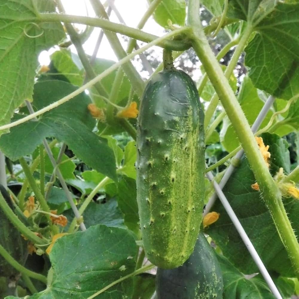 Marketmore 76 Cucumber Non-GMO Seeds for Home Vegetable Gardens