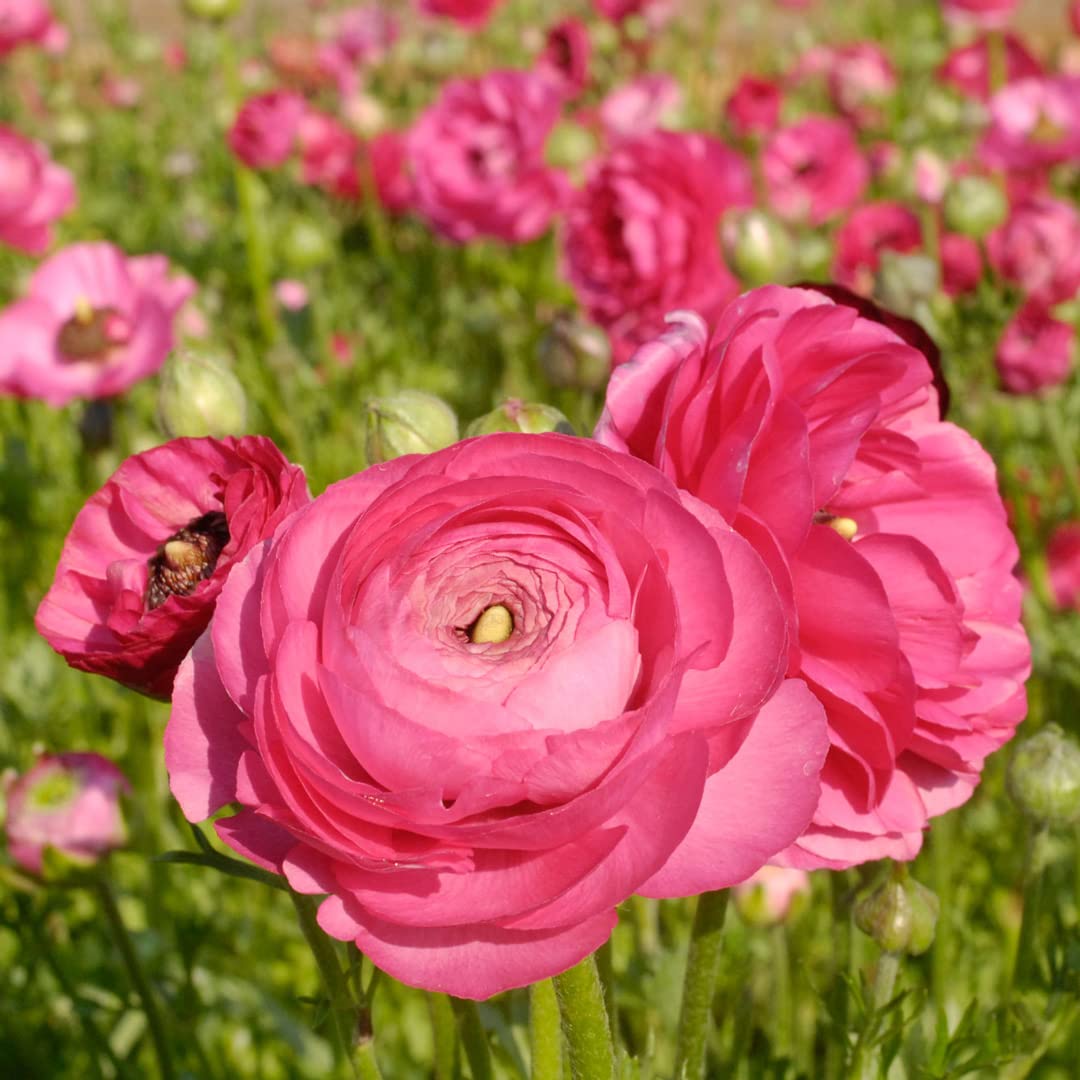 Ranunculus Asiaticus Seeds Ranunculus for Planting in Flower Bed & Garden