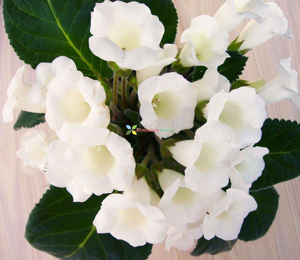 Sinningia Speciosa White Flowering Seeds For Planting