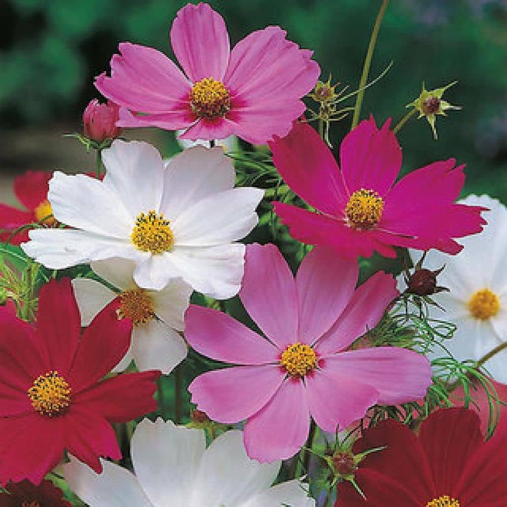 Cosmos Sensation Mix Flower Seeds for Vibrant and Hardy Garden Blooms