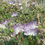 White Pink Capparis Spinosa Plant Seeds for Planting - NON GMO Seeds Dhara Seeds