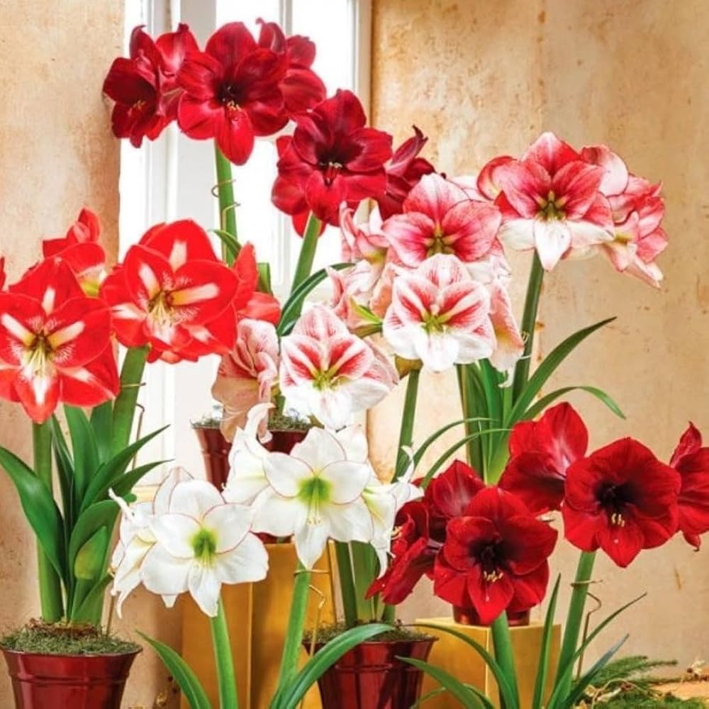 Amaryllis Hippeastrum spp. flower seeds for planting in indoor pots and balcony gardens