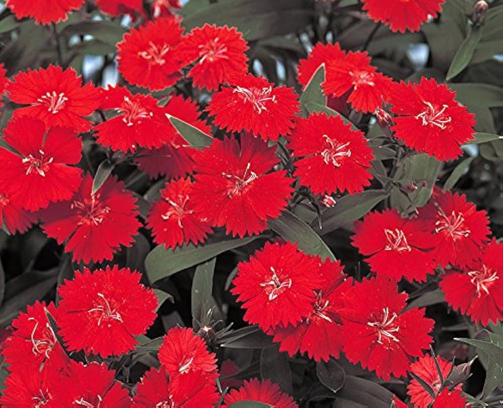 Dianthus barbatus scarlet red mix flower seeds for garden pots
