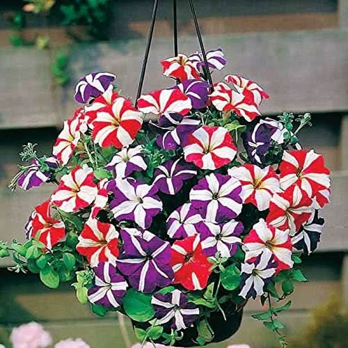 Star Mix Petunia Mixed Colors Garden Flower Seeds