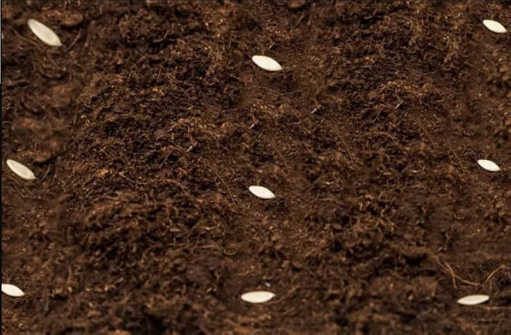 Cucumber Kleines Blatt H-19 Cucumis sativus vegetable seeds for planting in vertical garden or container gardening