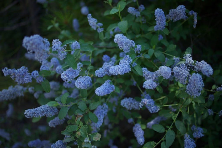 Integerrimus Flower Seeds for Planting, 100