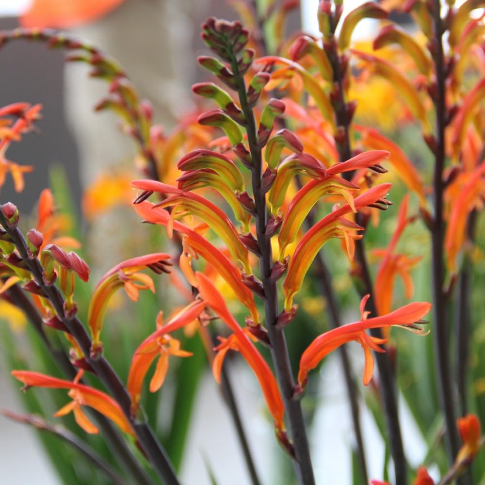 Orange Chasmanthe Heirloom Non Gmo Image