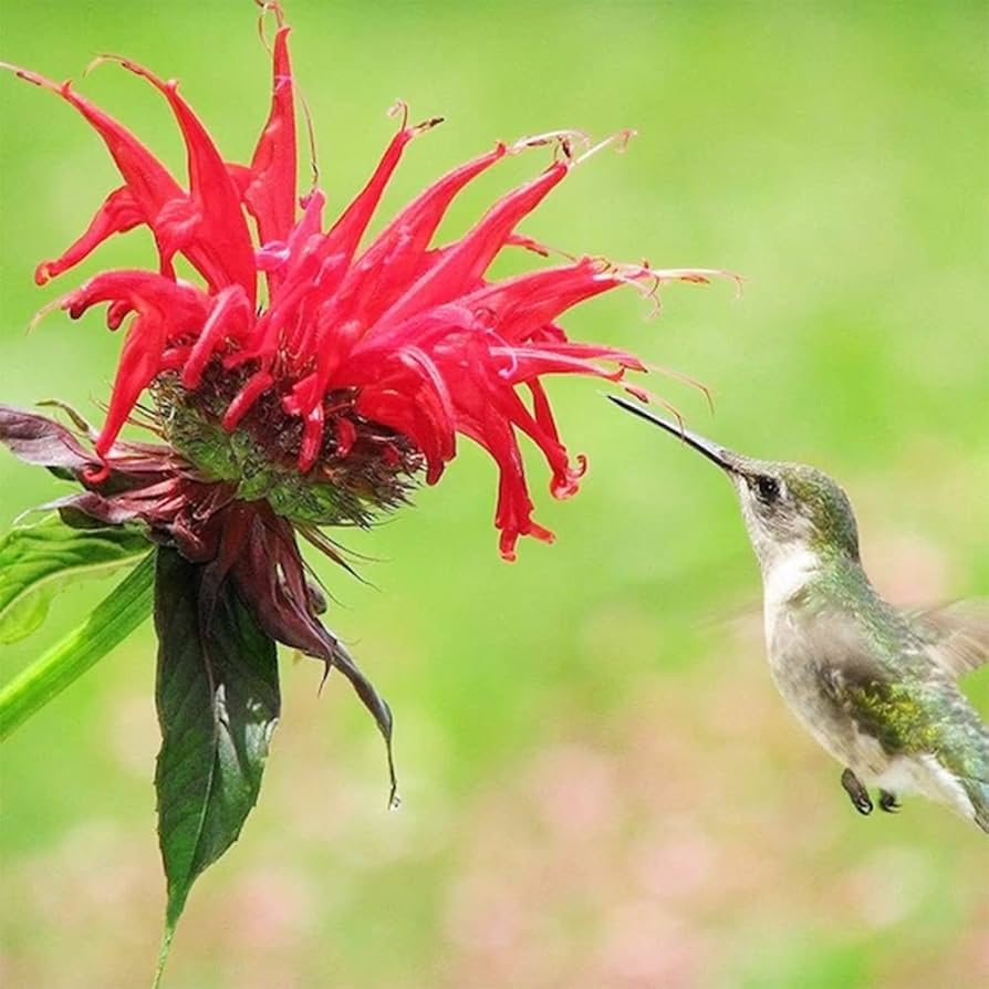 Bergamot Monarda Didyma Seeds for Planting Monarda didyma for flower beds and herb gardens