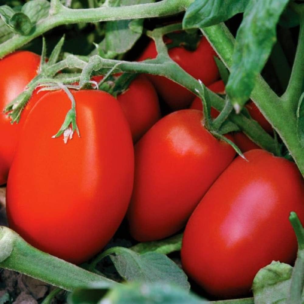 Tomato Solanum Lycopersicum Rare Principe Bourgheese Vegetable Seeds for Planting – Suitable for Drying, Saucing, and Container Growing